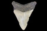 Juvenile Megalodon Tooth - North Carolina #147748-1